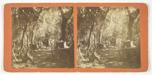 Moss Avenue, Fort George, Florida, 1872, American, 19th century, United States, Albumen print,
