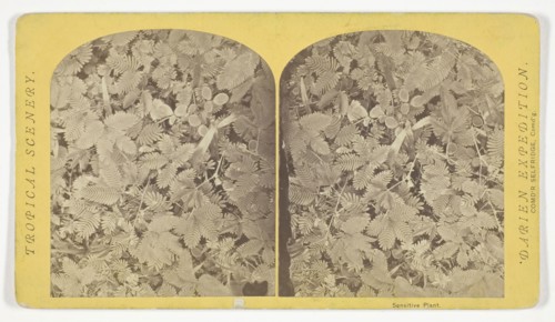 Sensitive Plant, 1870, Timothy O’Sullivan, American, born Ireland, 1840–1882, United States,