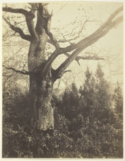 Untitled, c. 1860, Eugène Cuvelier, French, 1830–1900, France, Albumen print, 25.6 × 19.9 cm