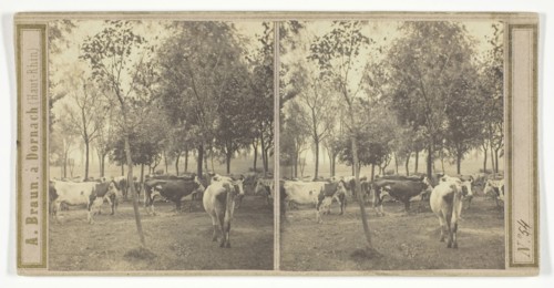 Untitled, 1850/77, A. Braun, French, 1811–1877, France, Albumen print, stereo, 8 × 7.2 cm (each), 8