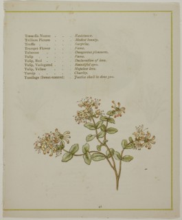 Valerian Through Volkamenia, from The Illuminated Language of Flowers, published 1884, probably