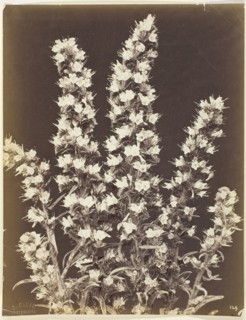 Untitled, c. 1870, Constant Famin, French, active late 19th century, France, Albumen print, 26.7 ×