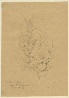 Plant Form Study, 1885, Louis H. Sullivan, American, 1856-1924, United States, Pencil on paper, 19