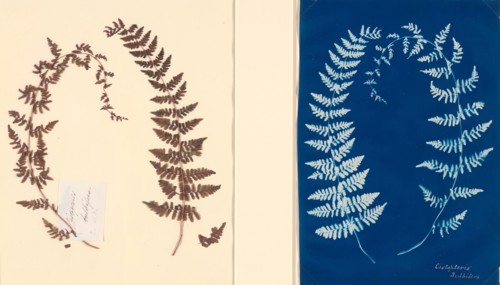From the Hatton Fern Album, c. 1850, Anonymous, English, 19th Century, England, Cyanotype fern