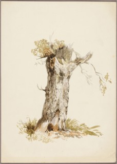 Tree Trunk I, n.d., Style of William Callow, English, 1812-1908, United Kingdom, Watercolor over