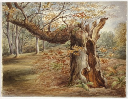 Rotting Tree, 1850, Elizabeth Murray, English, c. 1815-1882, England, Watercolor over graphite on