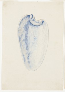 Overview of Lavender Elongated Shell, n.d., Giuseppe Grisoni, Italian, born Flanders, 1699-1769,