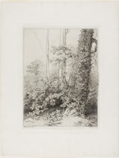 Bramble and Ivy, 1845, Eugène Blery, French, 1805-1887, France, Etching, with additions in dark