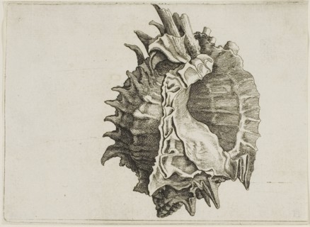 Pink-Mouth Murex (phyllonotus erythrostomus), c. 1646, Wenceslaus Hollar, Czech, 1607-1677,