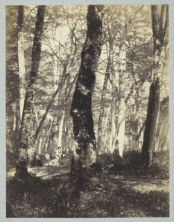 Study in the Barbizon Forest, 1860/69, Constant Famin, French, active 1863–1874, France, Albumen