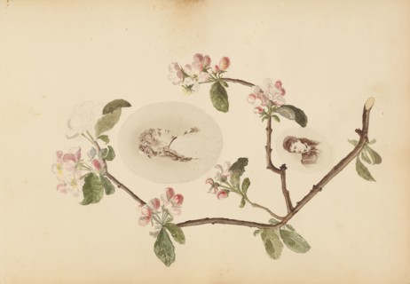 The Madame B Album, 1870s, Marie-Blanche-Hennelle Fournier, French, 1831–1906, France, Albumen