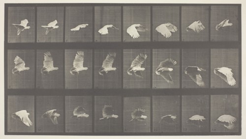 Animal Locomotion, Plate 758, 1887, Eadweard Muybridge, English, active United States, 1830–1904,