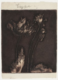 Last Poppies, 1897, Theodore Roussel, French, worked in England, 1847-1926, England, Mezzotint,