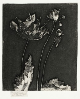 Last Poppies, 1897, Theodore Roussel, French, worked in England, 1847-1926, England, Etching and