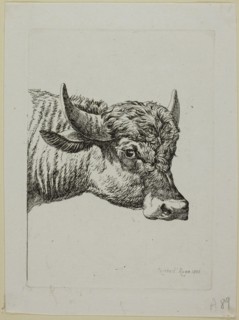 Head of a Buffalo, from Die Zweite Thierfolge, 1800, Johann Christian Reinhart, German, 1761-1847,
