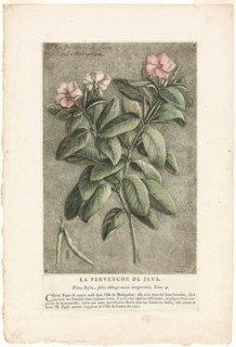 The Periwinkle of Java, from Collection of Usual, Curious, and Foreign Plants, 1767, Jacques Fabien