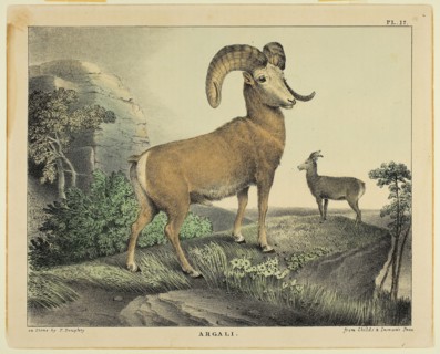 Argali, c. 1830, Thomas Doughty, American, 1793-1856, United States, Color lithograph on cream wove