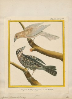 Agelaius phoeniceus, Print, The red-winged blackbird (Agelaius phoeniceus) is a passerine bird of