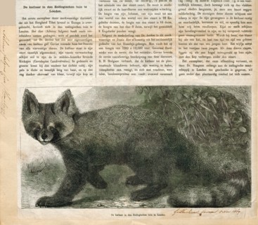 Ailurus fulgens, Print, The red panda (Ailurus fulgens) is a mammal native to the eastern Himalayas