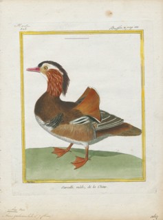 Aix galericulata, Print, The mandarin duck (Aix galericulata) is a perching duck species native to