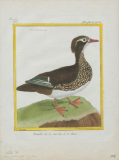 Aix galericulata, Print, The mandarin duck (Aix galericulata) is a perching duck species native to