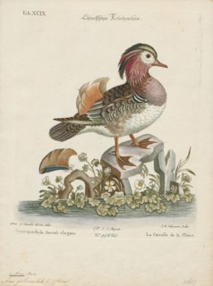 Aix galericulata, Print, The mandarin duck (Aix galericulata) is a perching duck species native to