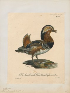 Aix galericulata, Print, The mandarin duck (Aix galericulata) is a perching duck species native to