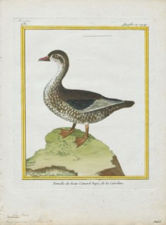 Aix sponsa, Print, The wood duck or Carolina duck (Aix sponsa) is a species of perching duck found