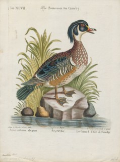 Aix sponsa, Print, The wood duck or Carolina duck (Aix sponsa) is a species of perching duck found