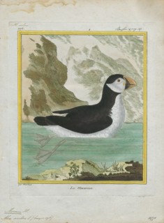 Alca arctica, Print, The Atlantic puffin, also known as the common puffin, is a species of seabird