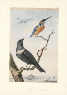 Alcedo ispida, Print, The common kingfisher (Alcedo atthis) also known as the Eurasian kingfisher,