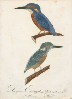 Alcedo ispida, Print, The common kingfisher (Alcedo atthis) also known as the Eurasian kingfisher,