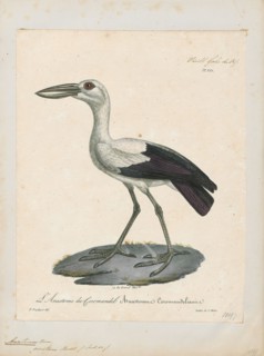 Anastomus oscitans, Print, The Asian openbill or Asian openbill stork (Anastomus oscitans) is a