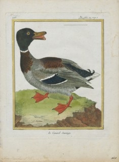 Anas boschas, Print, The mallard (Anas platyrhynchos) is a dabbling duck that breeds throughout the