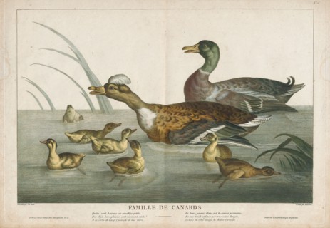 Anas boschas, Print, The mallard (Anas platyrhynchos) is a dabbling duck that breeds throughout the
