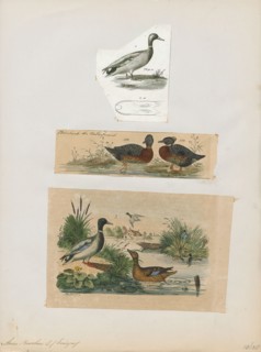 Anas boschas, Print, The mallard (Anas platyrhynchos) is a dabbling duck that breeds throughout the