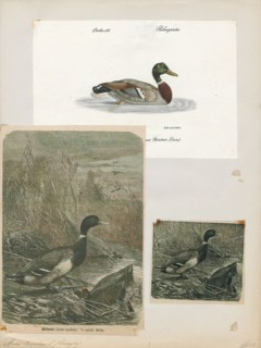 Anas boschas, Print, The mallard (Anas platyrhynchos) is a dabbling duck that breeds throughout the