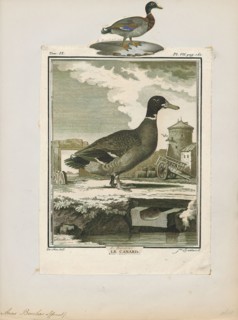 Anas boschas, Print, The mallard (Anas platyrhynchos) is a dabbling duck that breeds throughout the