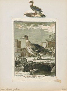 Anas boschas, Print, The mallard (Anas platyrhynchos) is a dabbling duck that breeds throughout the