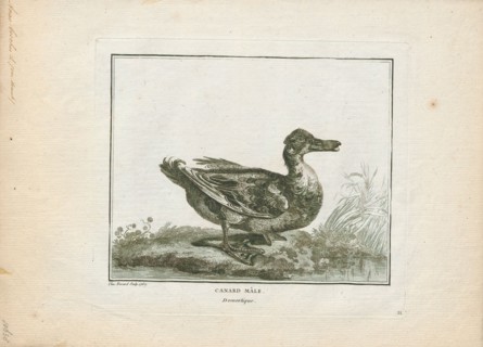 Anas boschas, Print, The mallard (Anas platyrhynchos) is a dabbling duck that breeds throughout the
