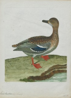 Anas boschas, Print, The mallard (Anas platyrhynchos) is a dabbling duck that breeds throughout the