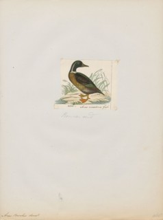 Anas boschas, Print, The mallard (Anas platyrhynchos) is a dabbling duck that breeds throughout the