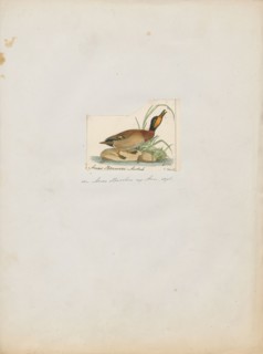 Anas boschas, Print, The mallard (Anas platyrhynchos) is a dabbling duck that breeds throughout the