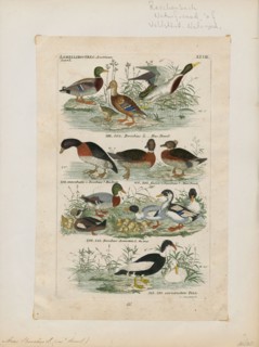 Anas boschas, Print, The mallard (Anas platyrhynchos) is a dabbling duck that breeds throughout the