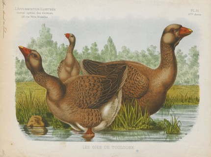 Anser cinereus, Print, 1881-1889
University of Amsterdam