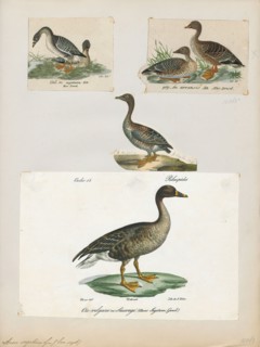 Anser segetum, Print, 1700-1880
University of Amsterdam