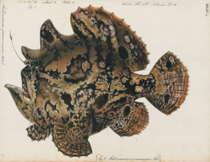 Antennarius goramensis, Print, Antennarius is a genus of 11 species of fish in the family
