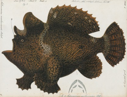 Antennarius moluccensis, Print, Antennarius is a genus of 11 species of fish in the family