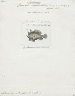Antennarius multiocellatus, Print, The longlure frogfish (Antennarius multiocellatus) is a species