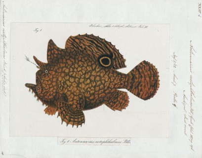 Antennarius notophthalmus, Print, Antennarius is a genus of 11 species of fish in the family